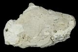 Agatized Fossil Coral Geode - Florida #188184-1